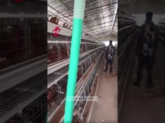 A- of H-type kippenbatterijkooi met 3 of 4 niveaus voor pluimveekippenboerderij Doris