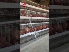 Gegalvaniseerd A Type 3 / 4 Tier Chicken Layer Legbatterij voor Pluimvee Kippenboerderij Doris