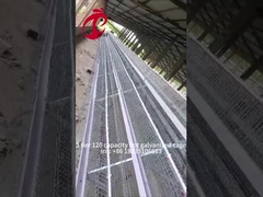 Semi-automatische pluimvee laag kooi 15000 vogels handmatige pluimvee kooi In Nigeria Iris