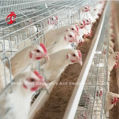 Eierleggenkip 96 van het de Batterijkooisysteem van de Vogelsgrill Duurzame de Corrosieweerstand Emily