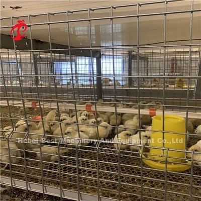 Automatische 4 niveaus type H Broiler kippenkooi voor vlees kippenboerderij Ada