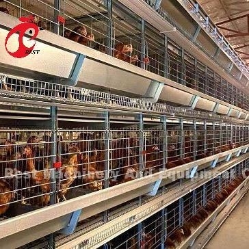 Automatische kippenkooi van het type A of H. Voedingsapparatuur Hopper-eiersysteem voor 35.000 vogels