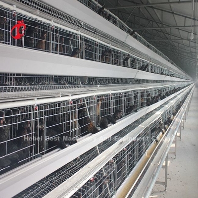 4 Tiers kippenkooi Volledig automatische apparatuur Oplossingen op maat Adela