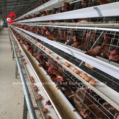 Roestvrij staaldraad batterij kooi voor kip 432cm2 gebied vogel Adela
