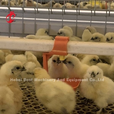 Praktische 380V kippen broeder kooi voor dag oude laag groeipuien in Afrika boerderij iris
