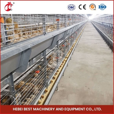 Dag Oude Laag Chick Brooding Cage Equipment 208 Vogels Hogere Overleving Rate Ada