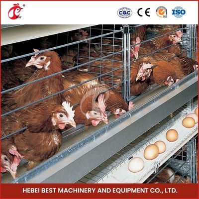 H Type 30000 Kooi van de de Laagkip van het Vogels de Automatische Ei met MestTransportband Ada