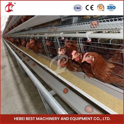Het pluimveehouderij Aangepaste Gewicht Mia van de KippenBatterijkooi 100kg