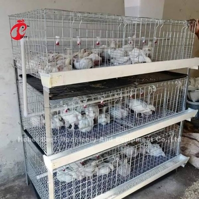 A en H type Broiler Batterij Kipenkist Voor 45 dagen Broilers Emily