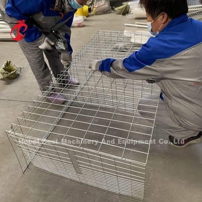 A- of H-type broiler kippenkooi voor pluimveehouderij Doris