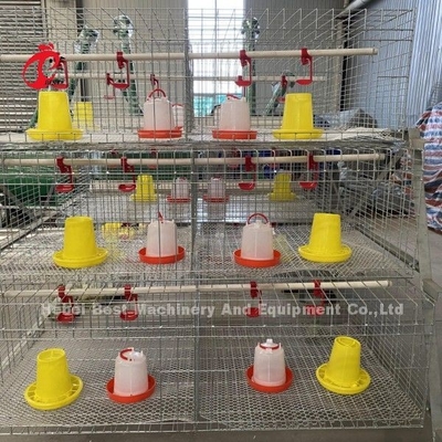 A- of H-type broiler kippenkooi voor pluimveehouderij Doris