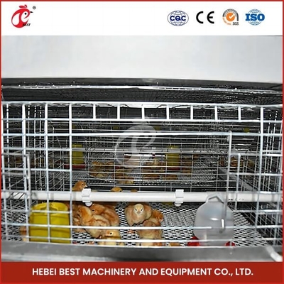 Vleesbouw Batterij Baby Chick Brooder Cage Voor Verkoop Ada