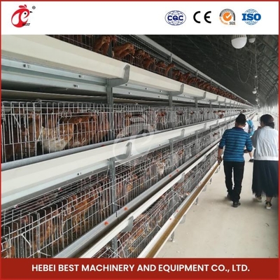 12 cellen A type broiler kippenkooi met 3 niveaus