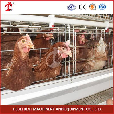 Oeganda 4 Tiers 160 Vogels Capaciteit Vogelschaal Batterij Kooi System Te koop Ster