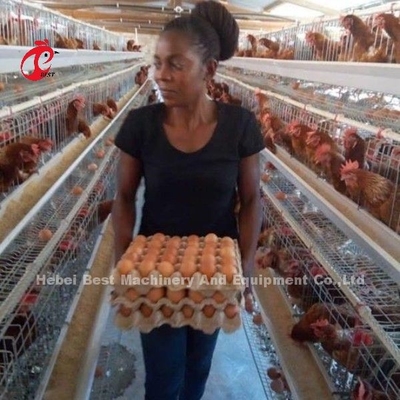 4 vogels/cel warm gedompeld gegalvaniseerd batterij kooi systeem voor laag Farm Star