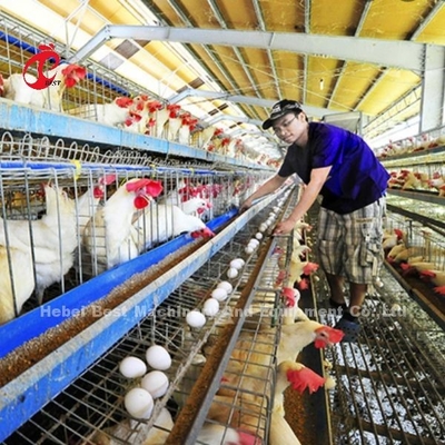 Hoge opvoedingsdoeltreffendheid kippenhouderij kooi systeem met 2,8 mm-3,5 mm kooi draad diameter iris