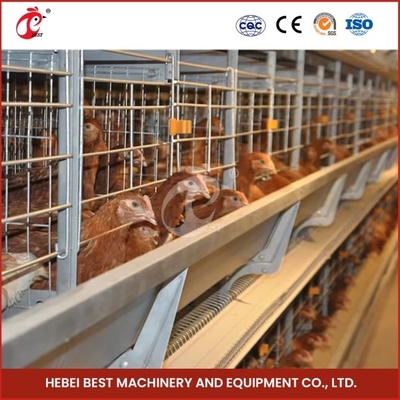 Geïmporteerd gegalvaniseerd kooien systeem Automatische voeding hopper Elektro gegalvaniseerd voor tepel drinkers Rose