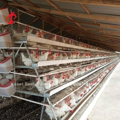 Hoge opvoedingsdoeltreffendheid voor kippenboerderijen