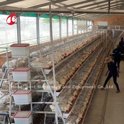 8 lagen stalen kippenkooi voor het leggen van eieren Iris