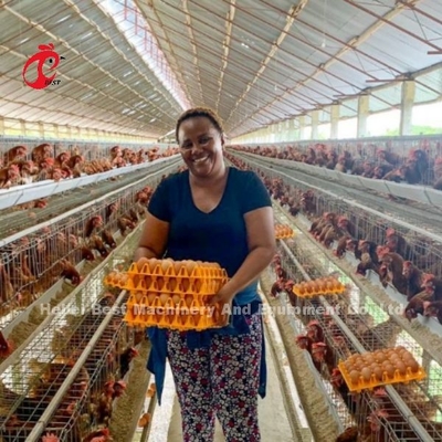 Tier 5 pluimveehouderij kooi systeem met automatische ei-collectie machine gegalvaniseerde iris