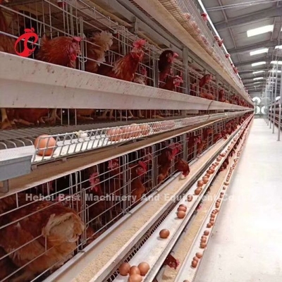 Nieuw ontwerp H-type automatisch kippenkooi systeem 96-200 vogels capaciteit voor pluimveehouderij Emily Wang