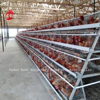 Een uitgebreid kooiensysteem voor pluimveehouderij met automatische borstels en installatie-instrumenten