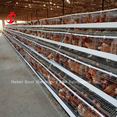 Van de het Eilaag van de pluimveehouderijkooi Systeem Gegalvaniseerde Kooi 40 deuren in Afrika Adela