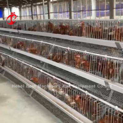 Layer Cage System Perfecte oplossing voor de pluimvee-industrie Capaciteit 2-4 vogels/cel Adela