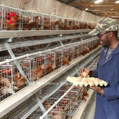 Gebruikersvriendelijke pluimvee laag kooi voor moeiteloze pluimveehouderij Adela