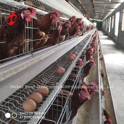 Afrika Warm gegalvaniseerd 4 Tiers Vogelschaal Batterij Kooi 25 Jaar Levensduur Te koop Voor lagen Boerderij Emily