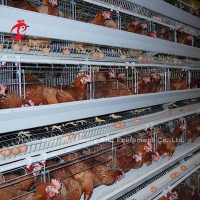 Van het het Kadergevogelte van de hoekbar het Type van de Batterijkooisysteem H de Kooi Afrika Doris van de Laagkip