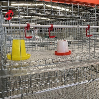 De Braadkipkooi 3 van het gevogeltelandbouwbedrijf Rijen, een TypeBatterijkooi voor Grills Doris