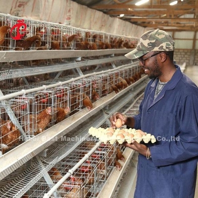 Best een Kooi 500 van de Typekip Vogels voor Zandige de Kippenkooi van de Lagenpluimveehouderij