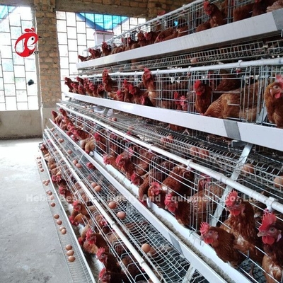Een Batterijkooi 120 van het Typegevogelte Vogelskip die Eierenkooi Afrika Doris leggen