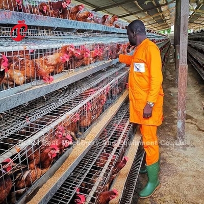 Beste Kwaliteit een van de de Kooibatterij van de Typelaag van het de laagei de kippenkooi 240 Vogels Emily