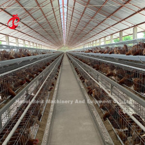 Oeganda 4 de Laagkooi van het Rijengevogelte voor Kip 100 kg Mia van het Verkooplandbouwbedrijf