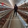 110 kg kipbatterijkooi met 450 cm2 Area/vogel Adela