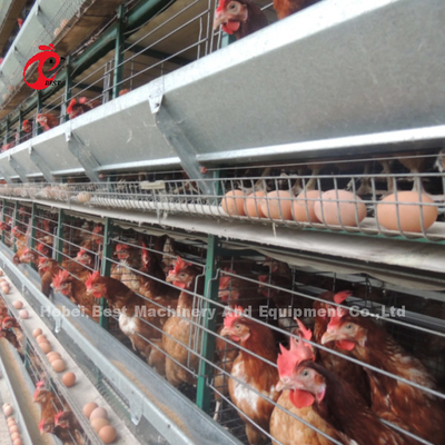 H &amp; A Type Automatische pluimvee laag kooi 15000 vogels populair in Afrika Roos