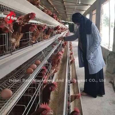 De Prijs van de lagenBatterijkooi in Nigeria 12 Weken Kippen 128 Vogelsster