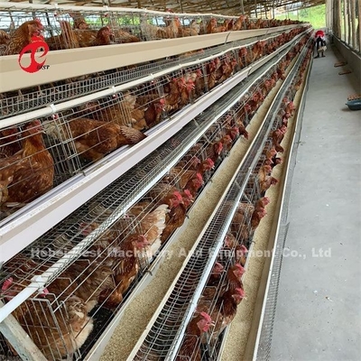 Goedkoop automatisch batterij kooi systeem warm gegalvaniseerd 25 Levensduur 450cm2 In Nigeria Emily