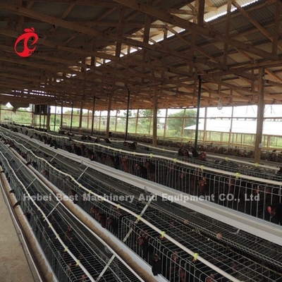 Een Type 3 de KippenBatterijkooien 120 van de Rijenlaag Vogels450cm2 Ster
