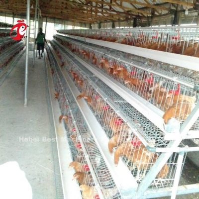 Automatische kippenhouderij kooi systeem met elektro / Hot Dip gegalvaniseerd oppervlak Rose