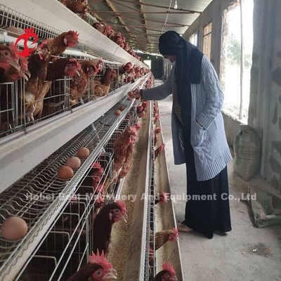 6 Tiers kippenkooi broiler pluimvee uitrusting voor optimaal ruimtegebruik en automatisering Doris