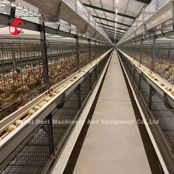 A en h-de Kooi die van de Gevogeltegrill Materiaal voor Zandige Dag Oude Kuikens opheft