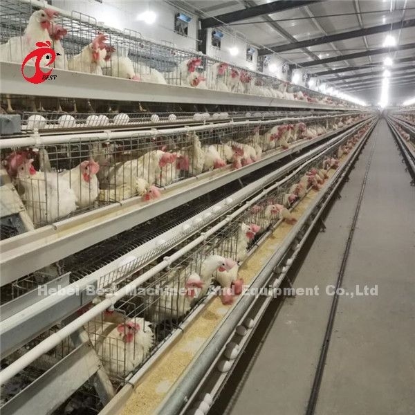 Modern h-Type de Kooimateriaal van de Gevogelte Automatisch Kip 20 Jaar Levensduurada