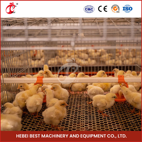 Van de Jonge kipchick brooder cage for day van het gevogeltelandbouwbedrijf Automatische Oude de Laagkip Ada