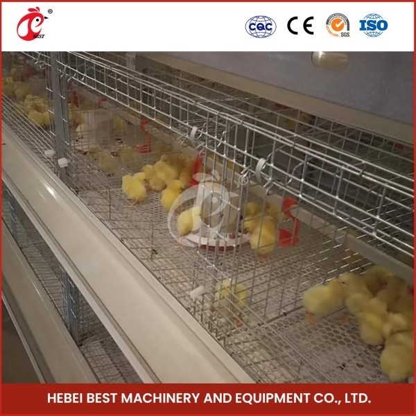 Q235 Materiaalh Type van de Staalpluimveehouderij Automatische Jonge kip het Broeden Kooi Mia