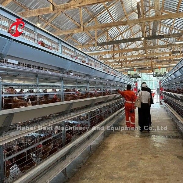 3/4/5/6/7/8 Tiers Vleeslaag Kooi System met Automatische Feeder Adela