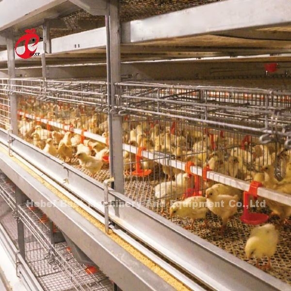 Cage Draad Diameter 2,8 mm-3,5 mm Lagelandbouwsysteem Cage met automatisch drinksysteem Adela