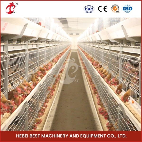 Warm gegalvaniseerde broiler transport kooi zilveren kleur duurzaam betrouwbaar Mia